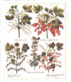 cassis.jpg (288571 octets)