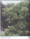 savonnier01.jpg (98836 octets)